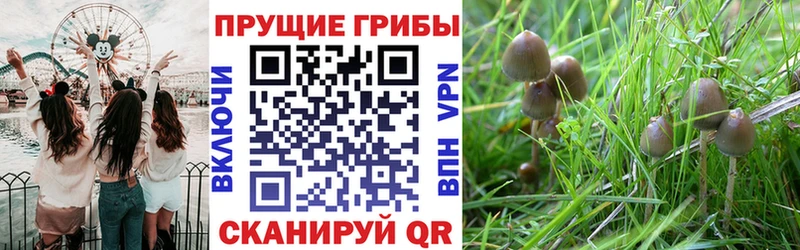 Галлюциногенные грибы GOLDEN TEACHER  Углегорск 